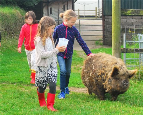 Feeding Chilli the pig